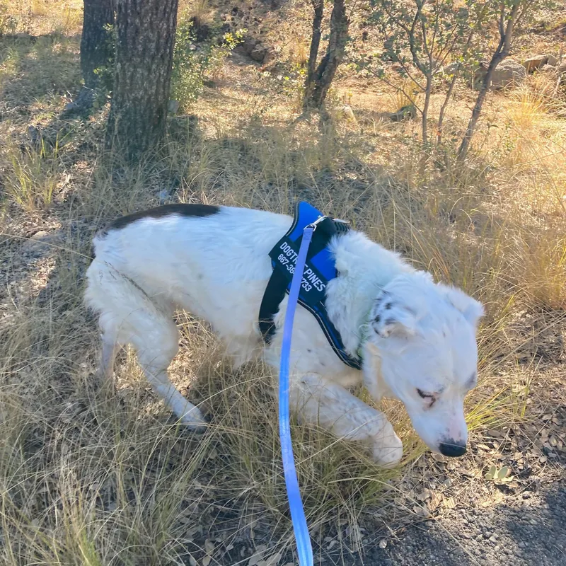 Grace – A Gentle thumbnail 6