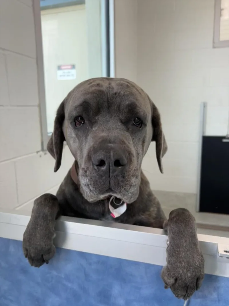 An adult large-sized female Cane Corso dog named Akieva for adoption in Loveland, CO