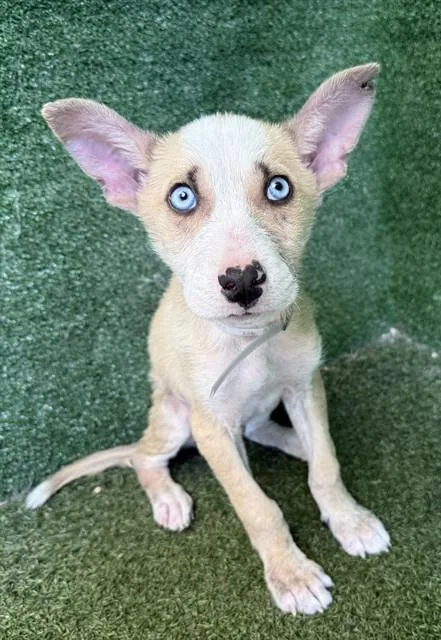 A baby small-sized male Australian Cattle Dog / Blue Heeler dog named Reed for adoption in Lancaster, CA