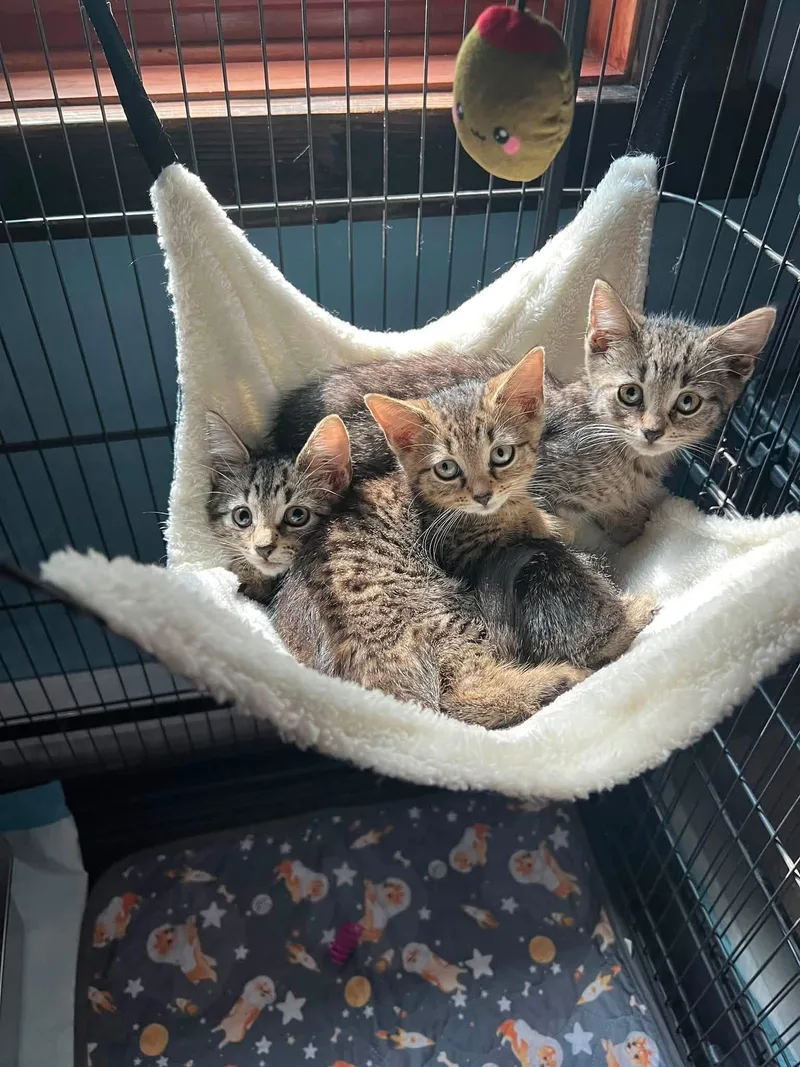 A baby medium-sized female Tabby cat named Harlequin for adoption in Newark, NJ