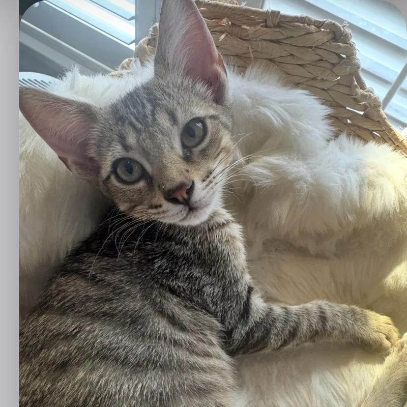 A baby small-sized male Brown / Chocolate Domestic Short Hair cat named Pickles for adoption in Houston, TX