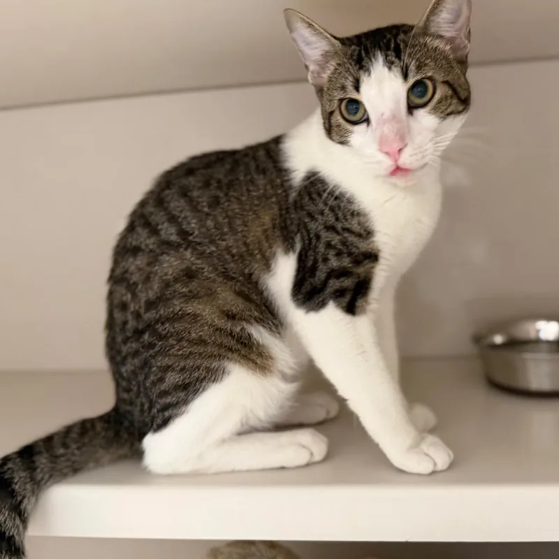An adult medium-sized male Brown / Chocolate Domestic Short Hair cat named Logan for adoption in Sarasota, FL
