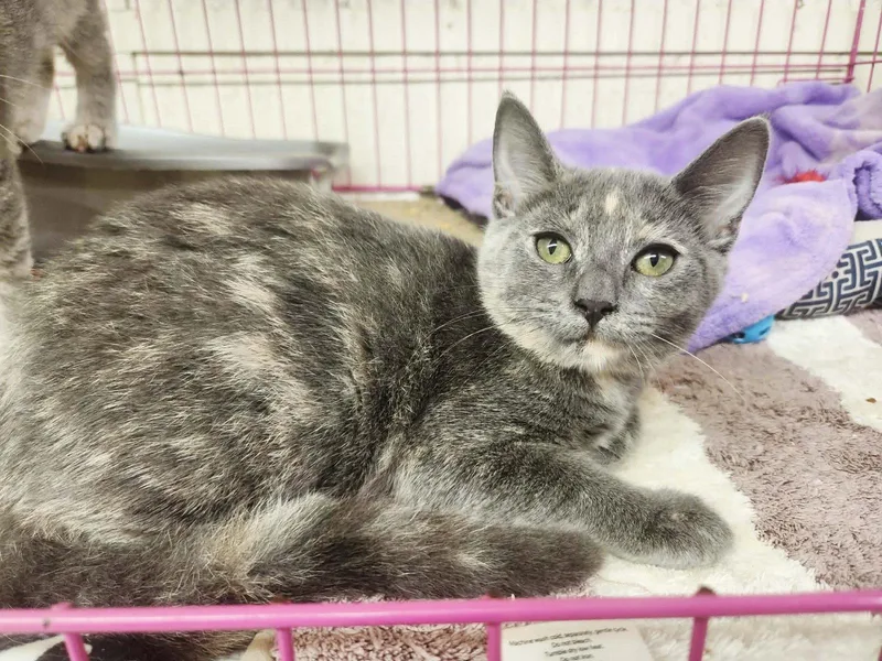 A baby medium-sized female Domestic Short Hair cat named Vanessa for adoption in Social Circle, GA