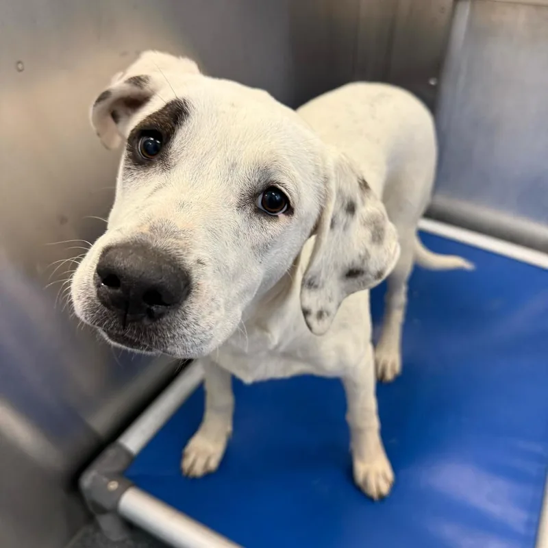 A young medium-sized female White / Cream Retriever dog named Mookie for adoption in Brooklyn, NY
