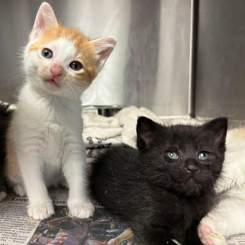 A baby small-sized male Orange & White Domestic Short Hair cat named Arlo for adoption in Albany, WI