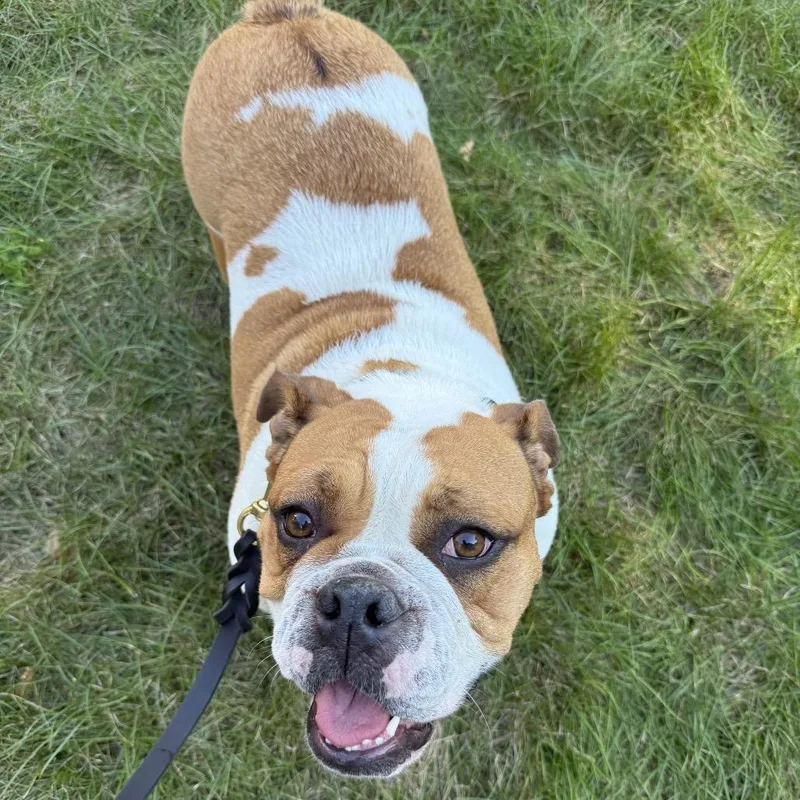 An adult medium-sized female English Bulldog dog named Lilly for adoption in Northbrook, IL