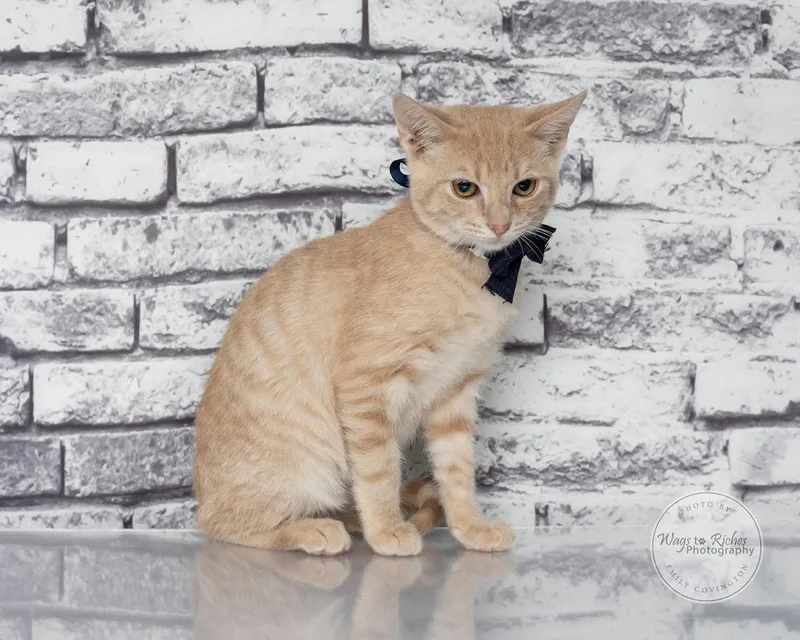 A baby medium-sized male Buff / Tan / Fawn Domestic Short Hair cat named Rex for adoption in Tuscaloosa, AL