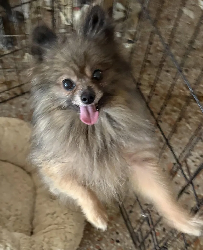 An adult medium-sized male Pomeranian dog named Buddy FH for adoption in Sanford, FL