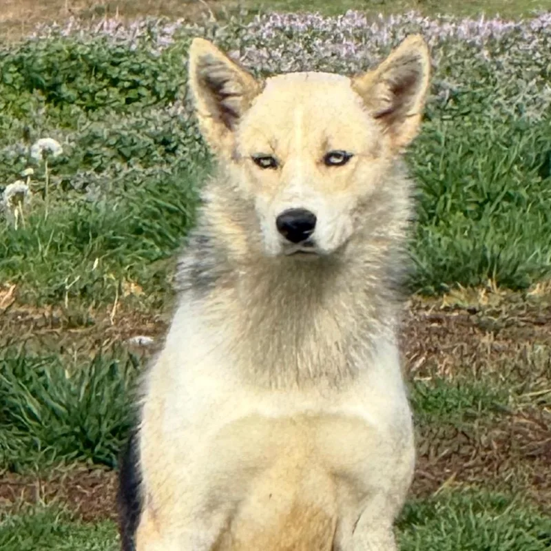 An adult small-sized female White / Cream Husky dog named Ct Iris for adoption in Stormville, NY