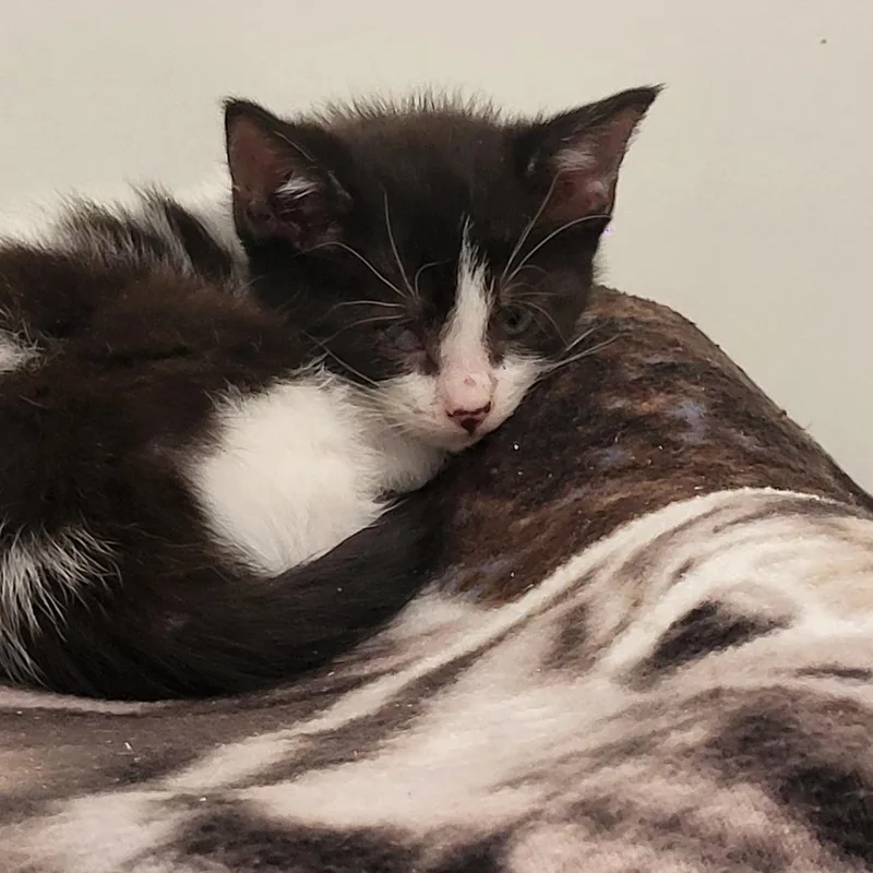 A baby small-sized female Black Domestic Short Hair cat named Albany for adoption in Kanab, UT