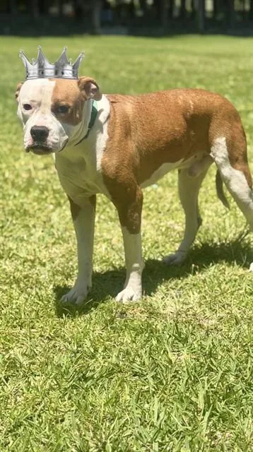 A young large-sized male Terrier dog named Prince Charming for adoption in Miami, FL