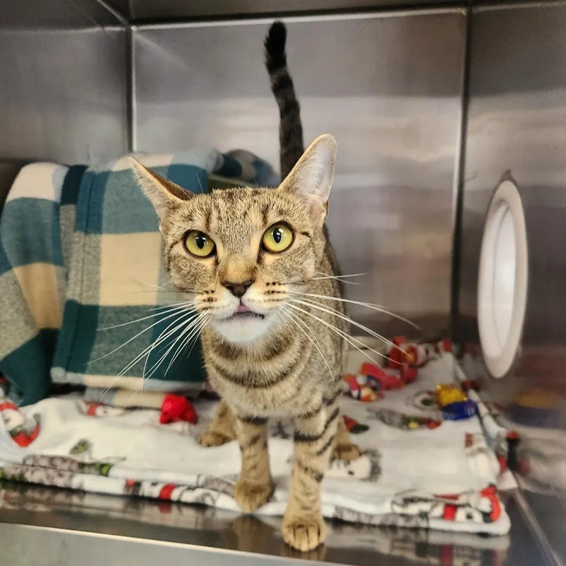 An adult small-sized female Brown / Chocolate Domestic Short Hair cat named Cleo for adoption in Brockton, MA