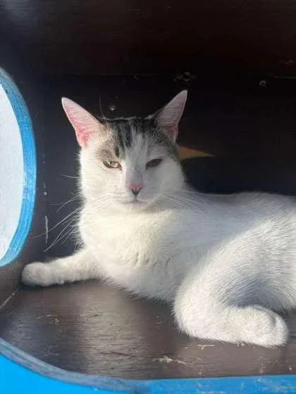 A young small-sized male Domestic Short Hair cat named Loki for adoption in North Miami Beach, FL