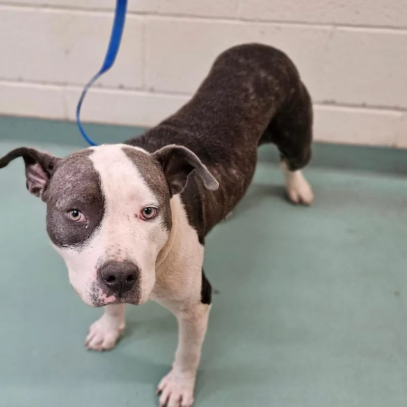 A young medium-sized male Gray / Blue / Silver Mixed Breed dog named Christopher Robin for adoption in Memphis, TN