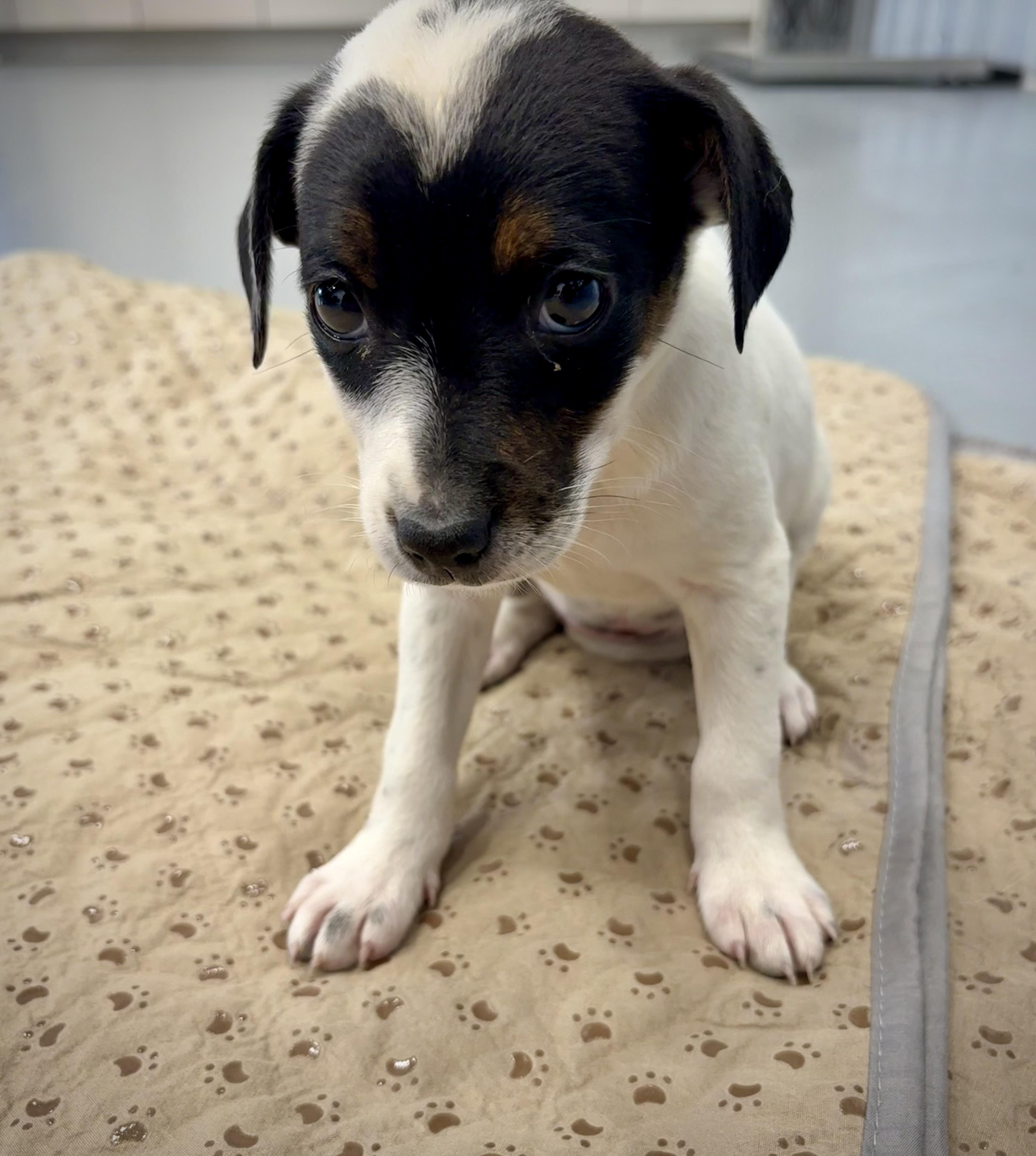 A baby medium-sized female Tricolor (Brown, Black, & White) Cattle Dog dog named Faelynn for adoption in Kalamazoo, MI