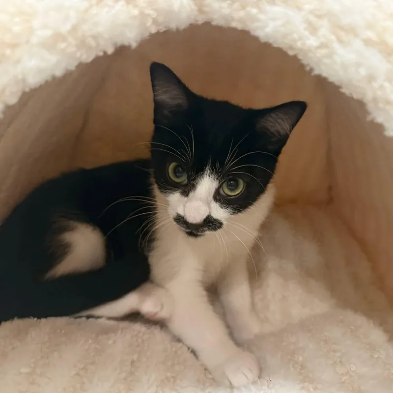 A baby small-sized male Black & White / Tuxedo Domestic Short Hair cat named Salvador for adoption in Gladstone, OR