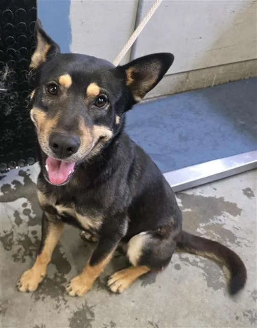 A young large-sized male German Shepherd Dog dog named Dango for adoption in Camarillo, CA