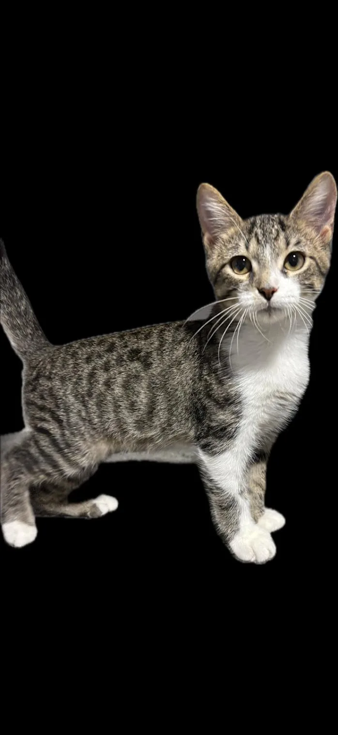 A baby medium-sized male Domestic Short Hair cat named Archie for adoption in Zimmerman, MN