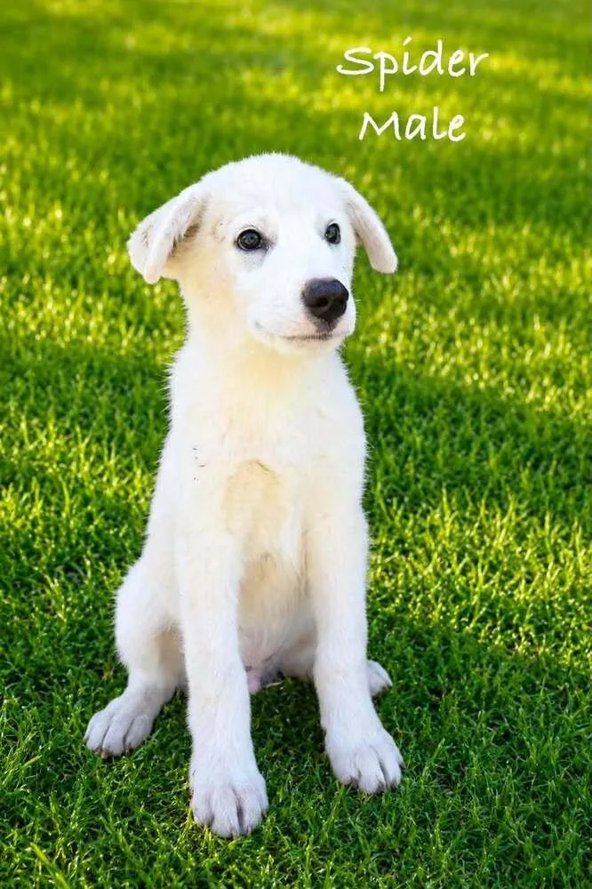 A baby medium-sized male White / Cream Mixed Breed dog named Spidey for adoption in Waunakee, WI