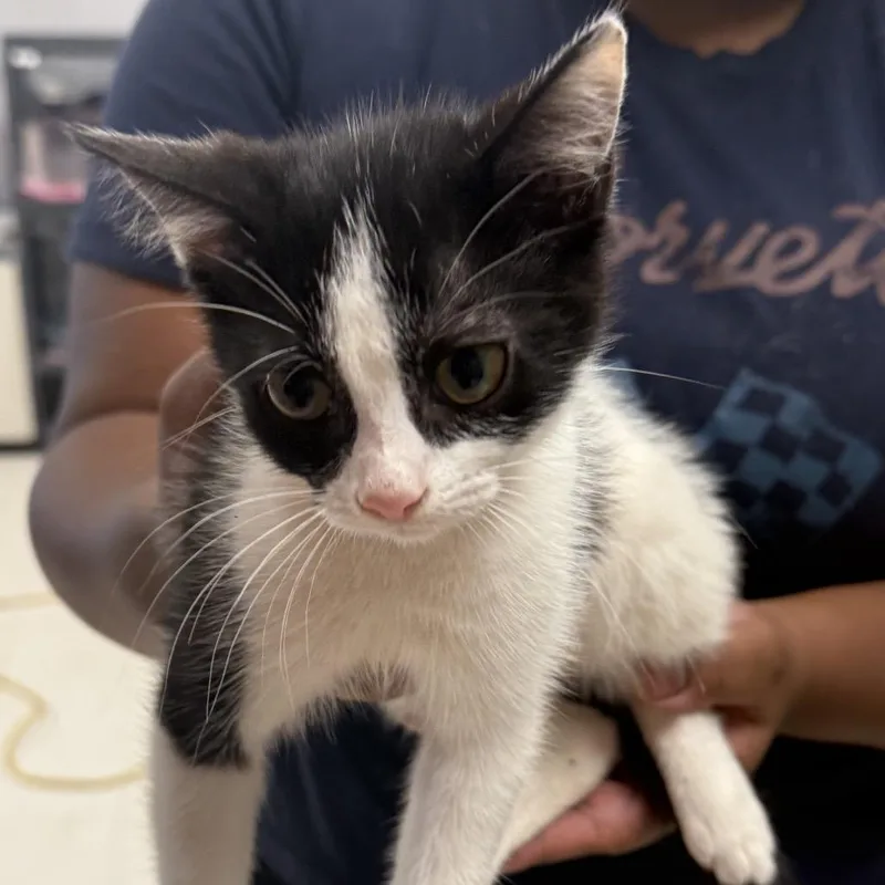 A baby small-sized female Black Domestic Short Hair cat named Cotton Candyc for adoption in East Saint Louis, IL