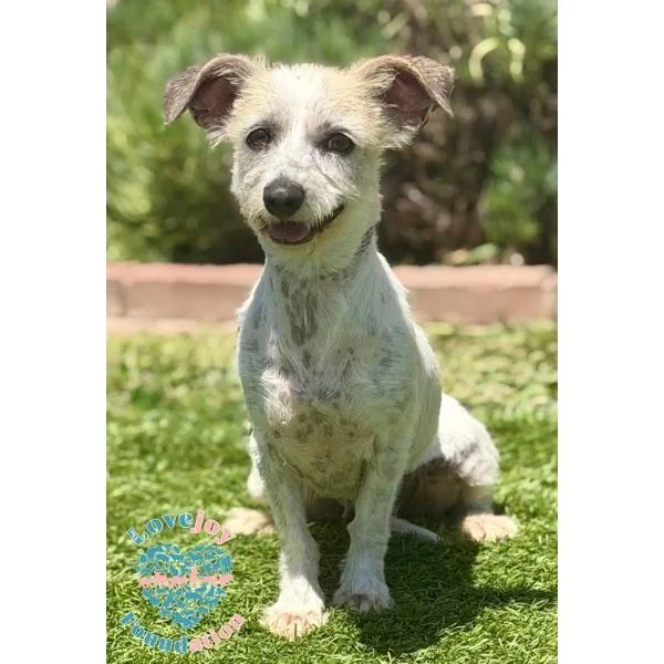 A young small-sized female White / Cream Terrier dog named Stevie Nicks for adoption in Inglewood, CA
