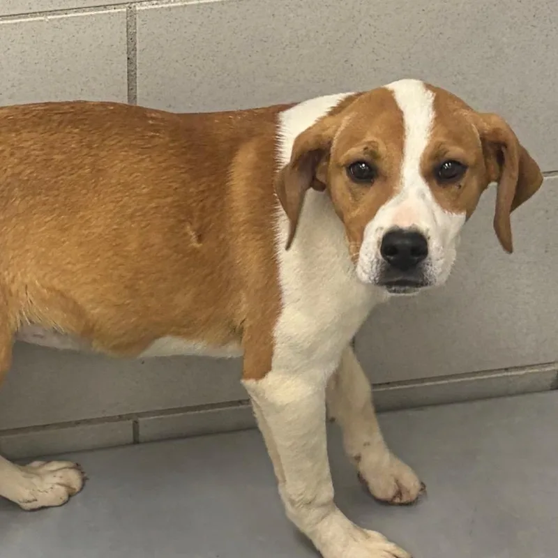 A baby small-sized female Yellow / Tan / Blond / Fawn Hound dog named Fraya for adoption in Nashville, TN