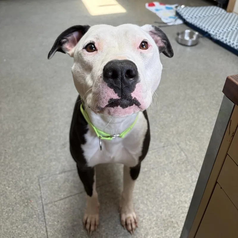 An adult medium-sized female White / Cream Pit Bull Terrier dog named Matilda for adoption in Delaware, OH