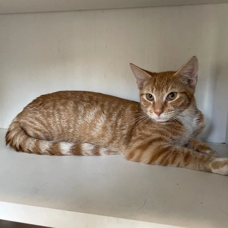A young medium-sized male Domestic Short Hair cat named Sunkist for adoption in Roanoke, VA