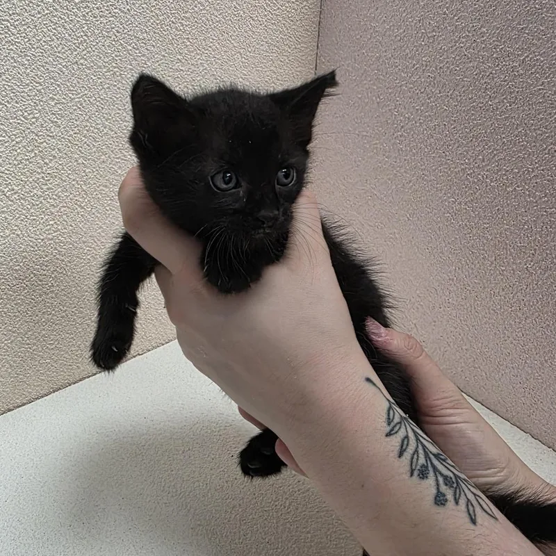 A baby small-sized female Black Domestic Short Hair cat named Ruby for adoption in Jupiter, FL
