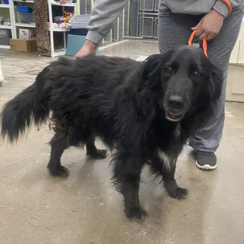 An adult medium-sized female Black Mixed Breed dog named Squeak for adoption in Corbin, KY