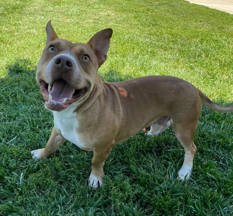 Scrappy Doo
