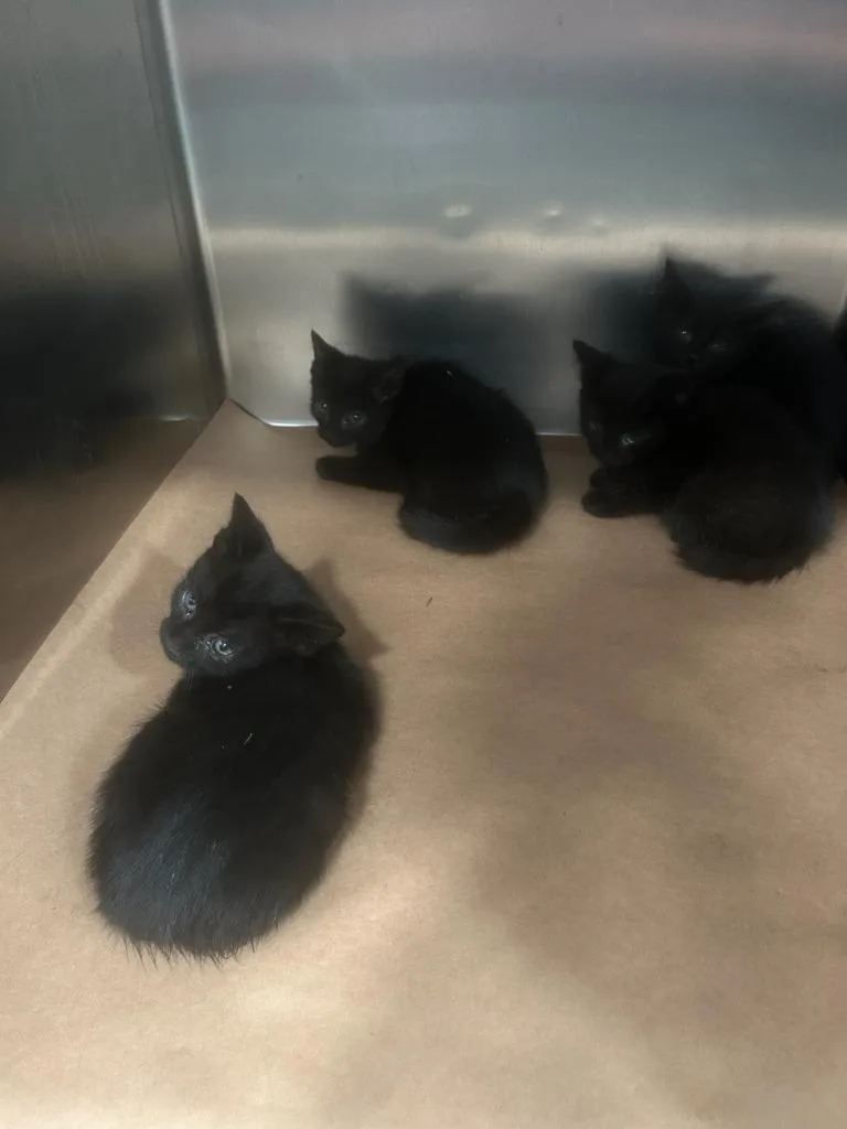 A baby small-sized male Domestic Short Hair cat named Owen for adoption in Cartersville , GA