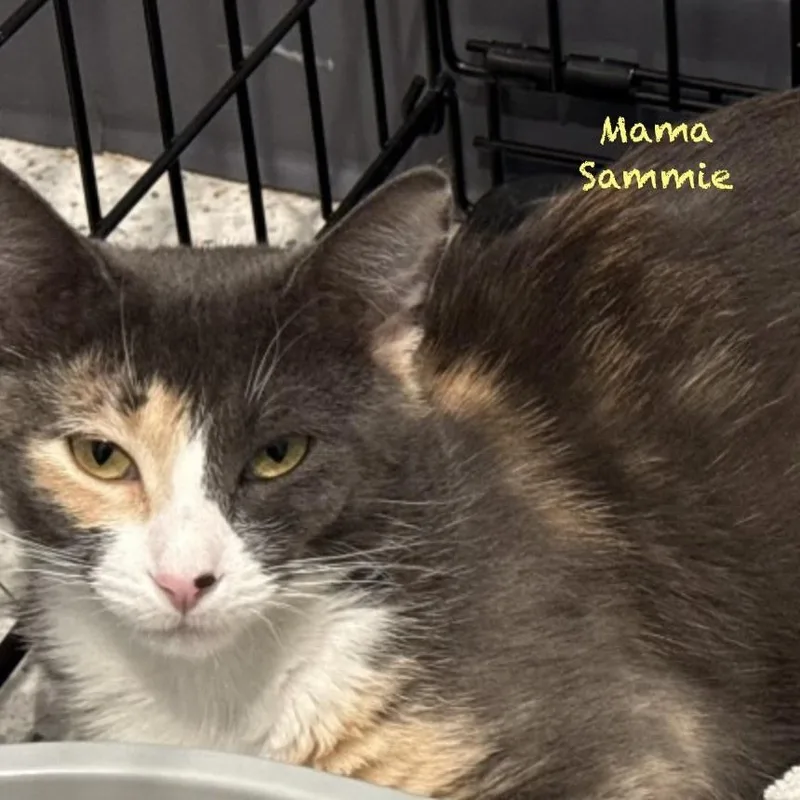 An adult medium-sized female Calico cat named Mama Sammie for adoption in Palatine, IL