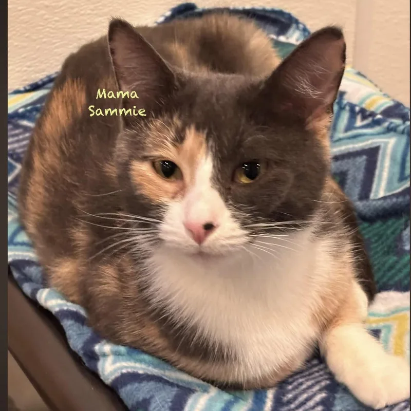 Mama Sammie thumbnail 2