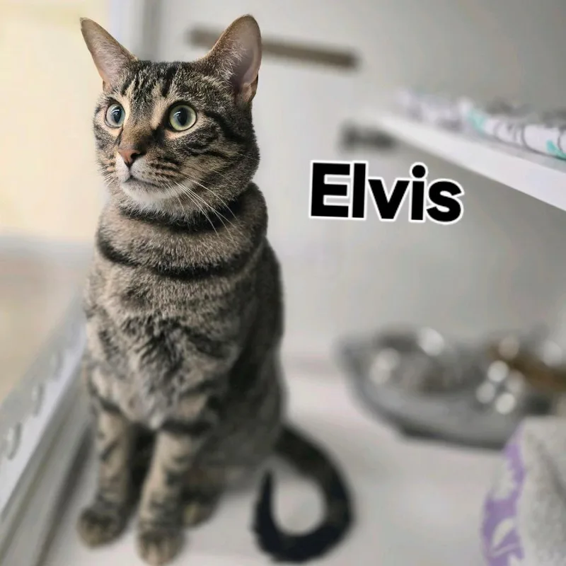 Elvis