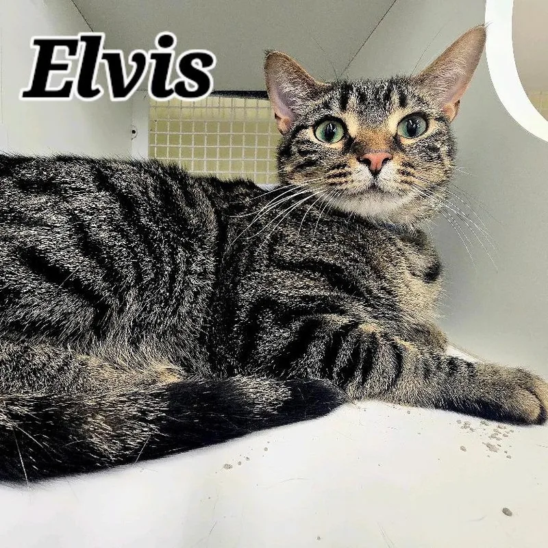 Elvis thumbnail 3