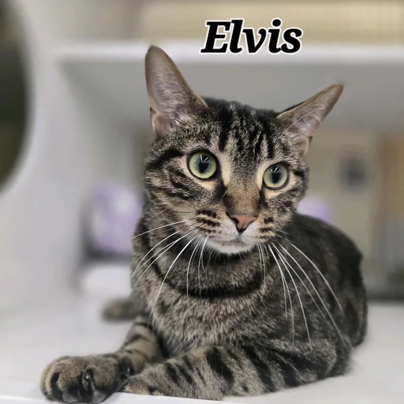 Elvis thumbnail 4