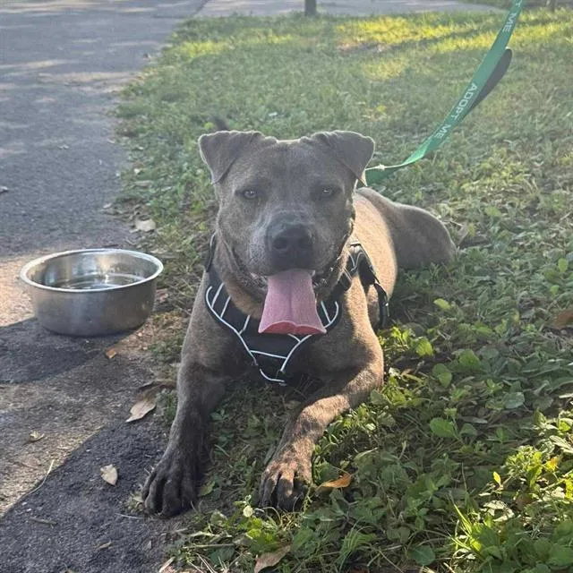 An adult medium-sized male American Bulldog dog named Bryan for adoption in Brunswick, GA