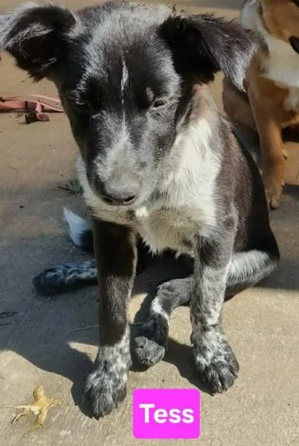 A baby medium-sized female Fox Terrier dog named Raven for adoption in Clinton, MO