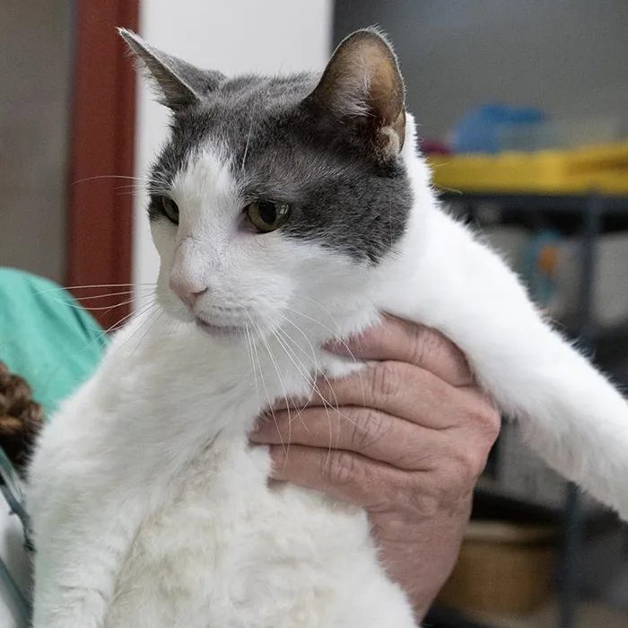 Marmalade thumbnail 2