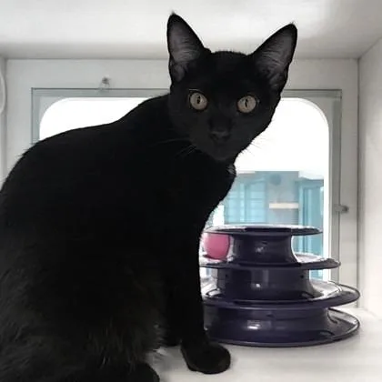 A young small-sized female Domestic Short Hair cat named Tinker the Winker for adoption in Voorhees, NJ