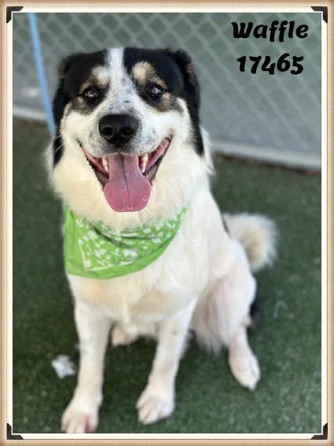 A young large-sized male Tricolor (Brown, Black, & White) Shepherd dog named Waffle for adoption in Marietta, GA