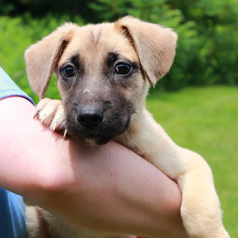 A baby medium-sized male Yellow / Tan / Blond / Fawn Mixed Breed dog named CT Pauly for adoption in Stormville, NY
