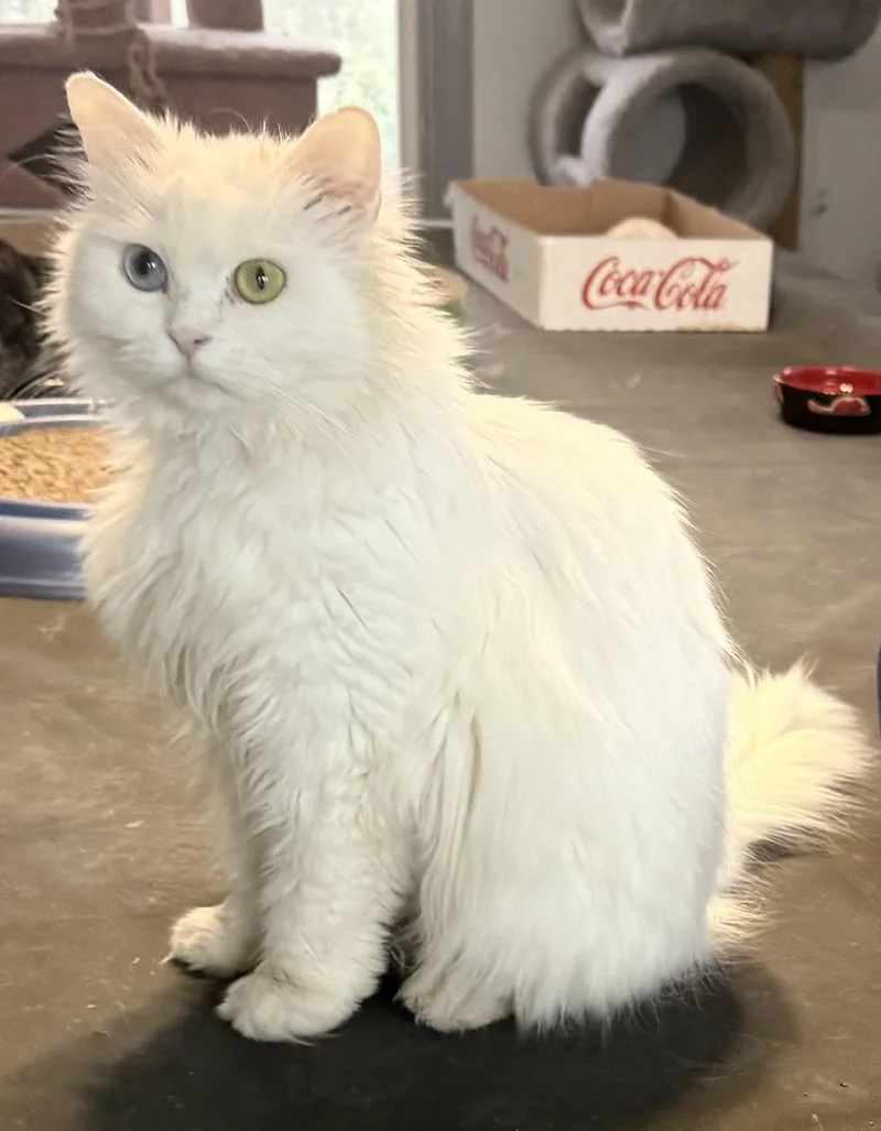 Loving Persian Sofi  thumbnail 2