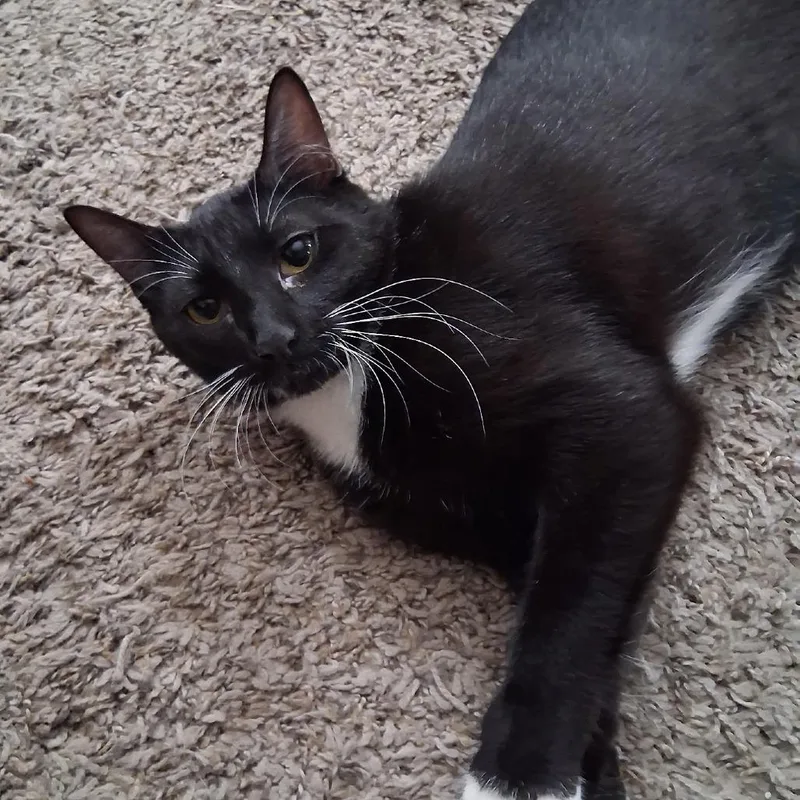 A young small-sized female Black Domestic Short Hair cat named Roni for adoption in Kansas City, MO