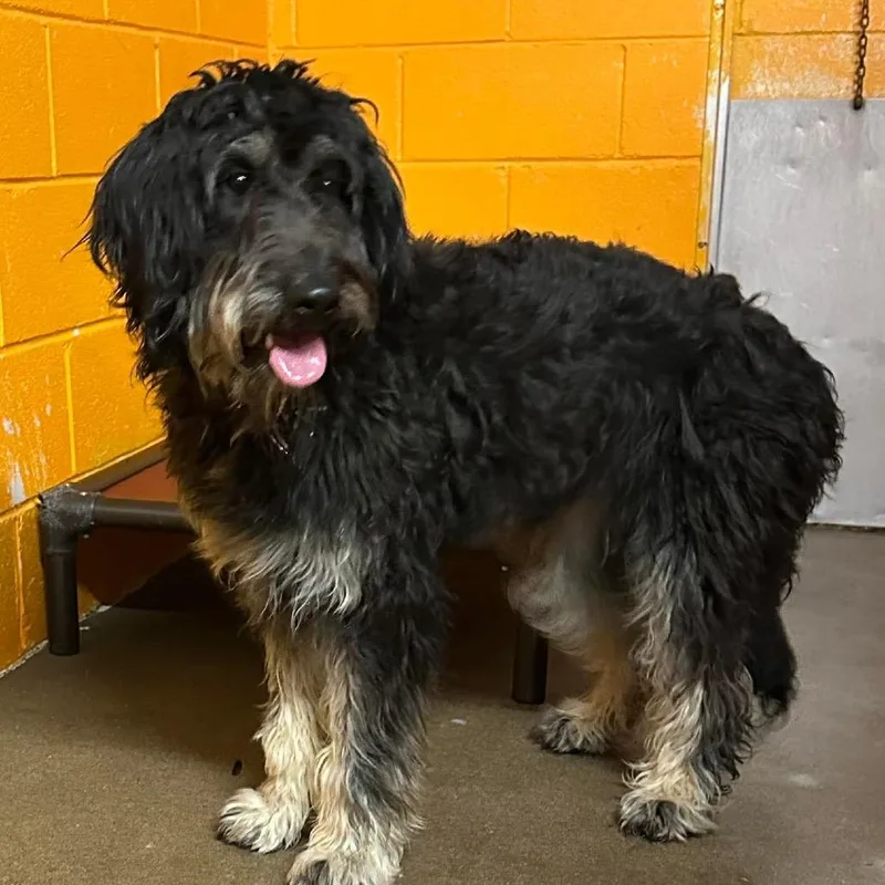 An adult medium-sized female Black Poodle dog named Birdie for adoption in Salem, WV