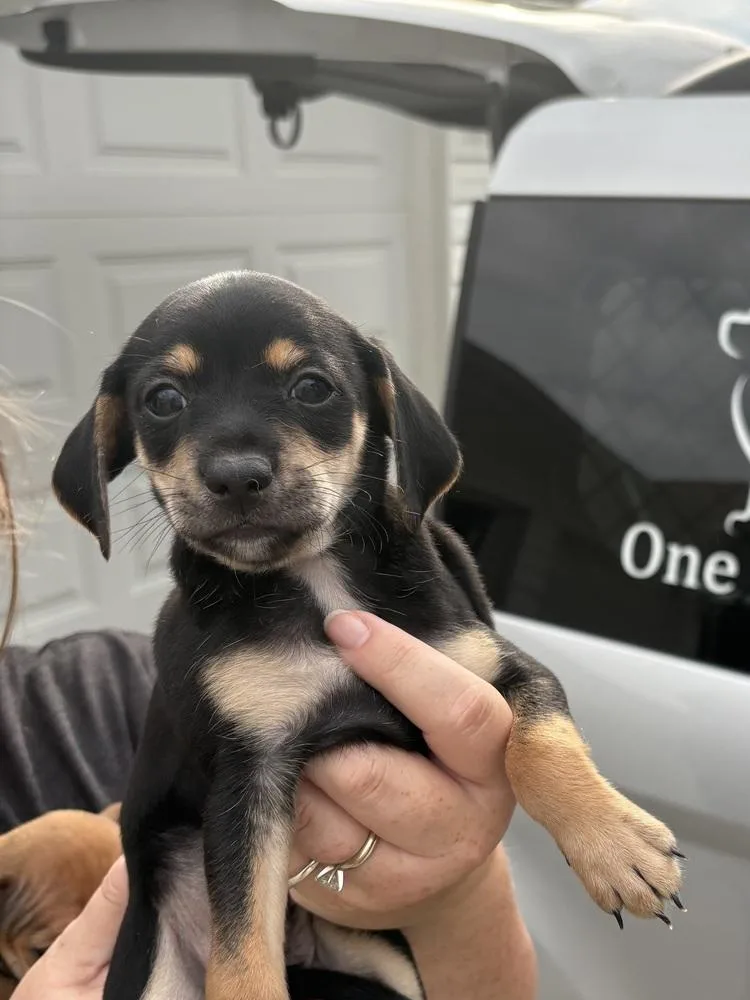 A baby small-sized male Chihuahua dog named Espresso for adoption in Irwin, PA