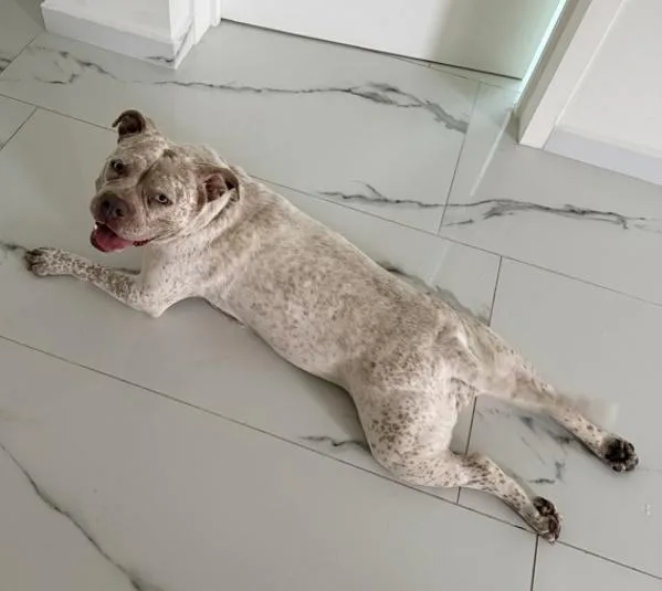An adult large-sized female American Staffordshire Terrier dog named Lila for adoption in San Diego, CA