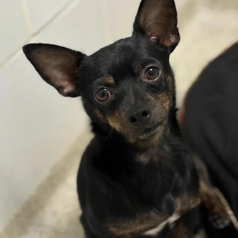 An adult small-sized male Chihuahua dog named Blinky for adoption in Gloucester, VA