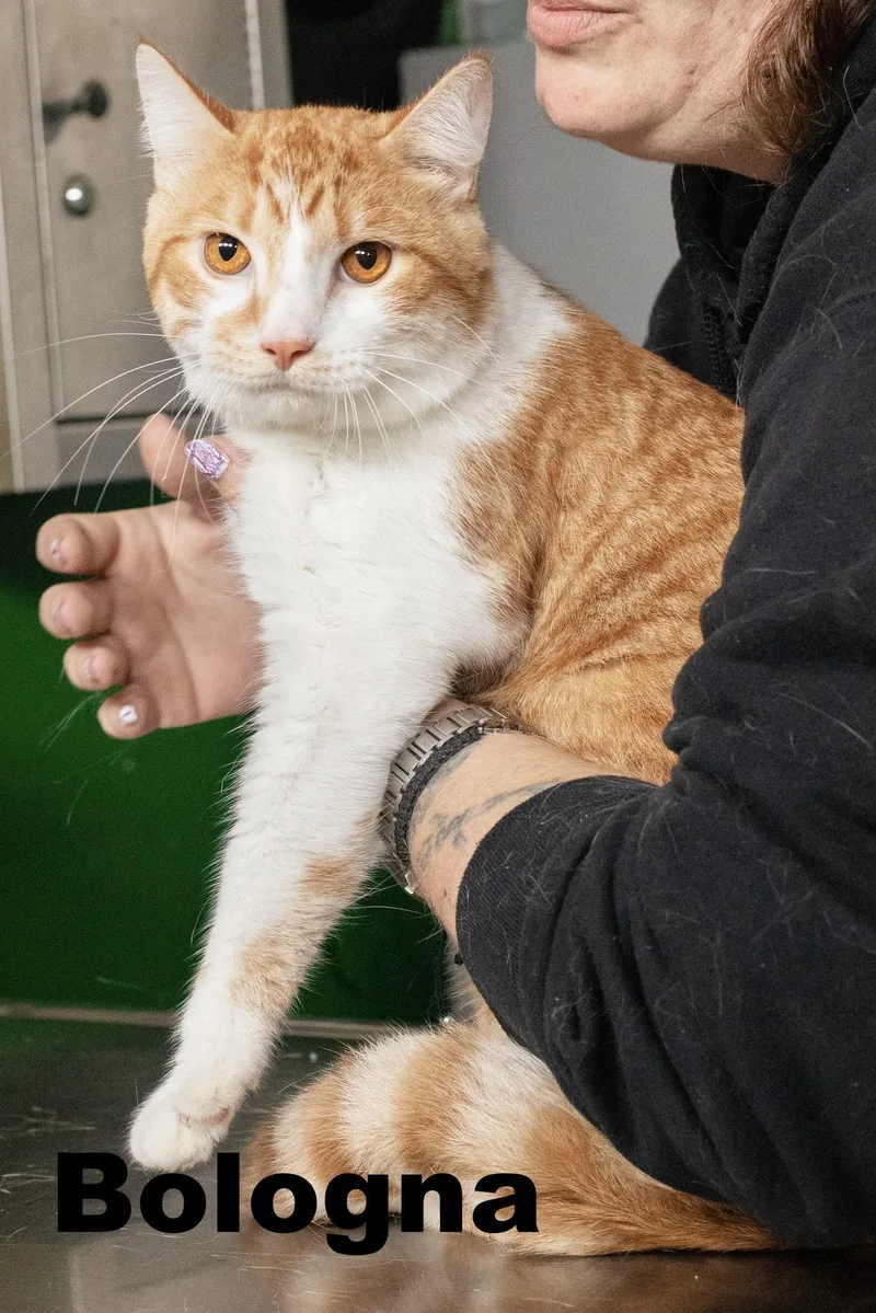 An adult large-sized male Domestic Short Hair cat named Bologna for adoption in Macomb, IL